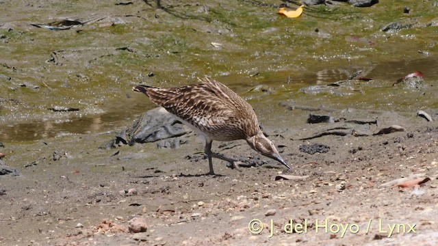 Whimbrel - ML201605831