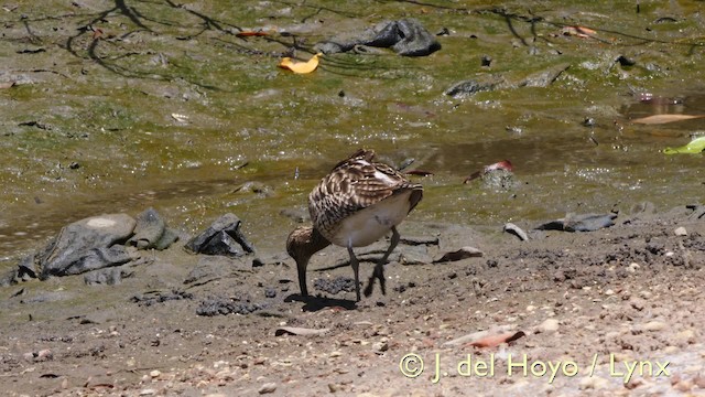 チュウシャクシギ - ML201605841