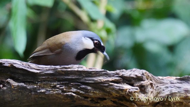 Black-throated Laughingthrush (Black-throated) - ML201605931