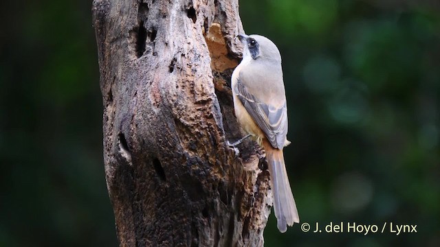 Gray-backed Shrike - ML201605951