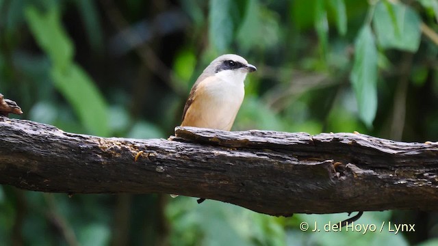 Gray-backed Shrike - ML201605961