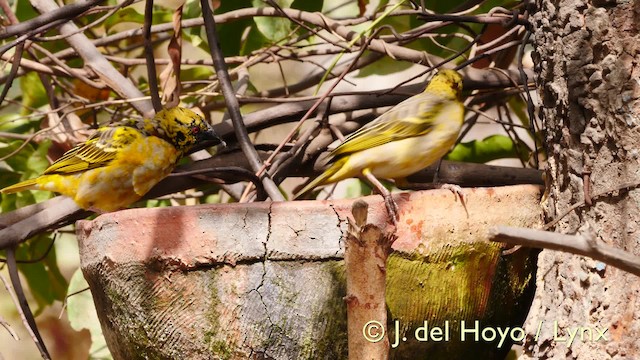 Village Weaver (Black-headed) - ML201606141