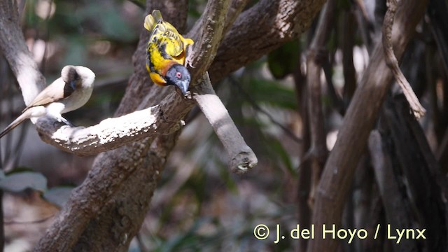 ズグロウロコハタオリ（cucullatus グループ） - ML201606201