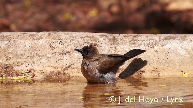 Bulbul Naranjero (grupo barbatus) - ML201606381