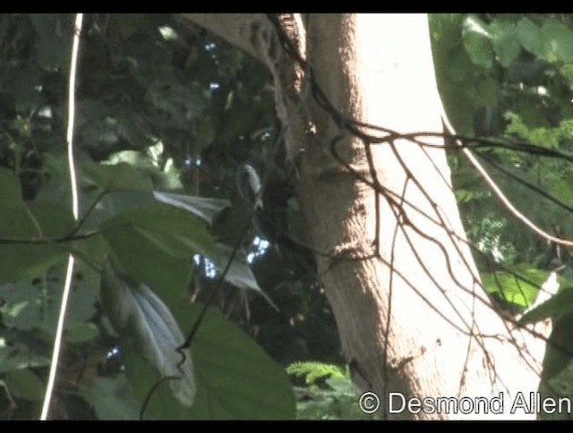 Northern Sooty-Woodpecker - ML201606441