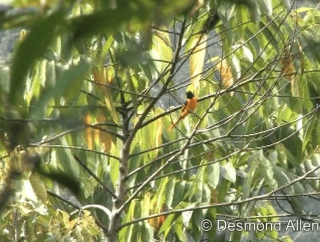 Minivet Escarlata - ML201606461