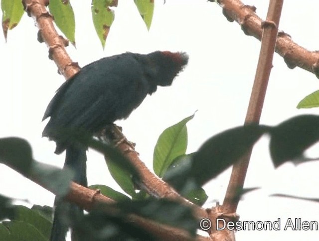 Tepeli Malkoha - ML201606471