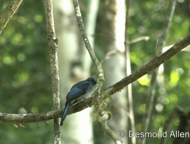 Mindanao Blue-Fantail - ML201606511