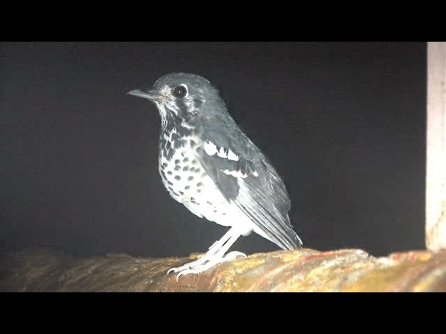 Ashy Thrush - ML201606561