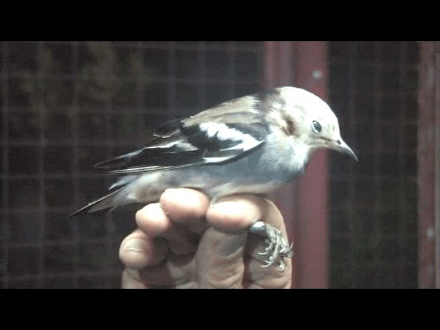 Chestnut-cheeked Starling - ML201606571