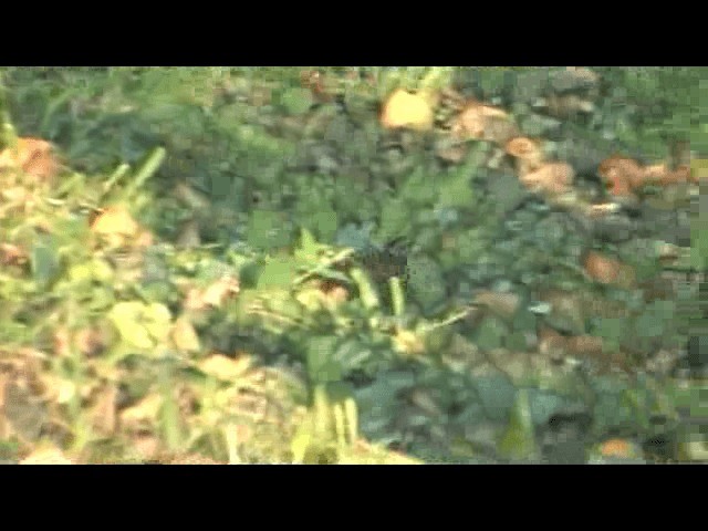 Spotted Buttonquail - ML201606601