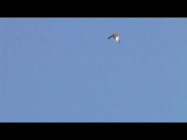 Épervier de Horsfield - ML201606611