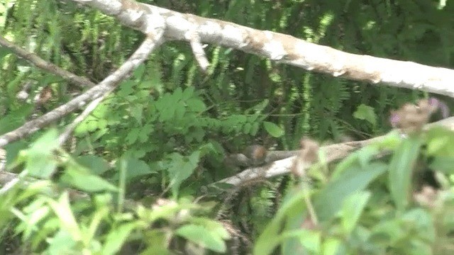 Luzonschneidervogel - ML201606671