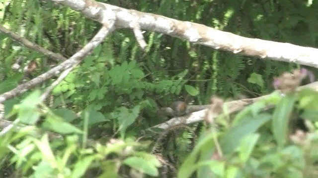 Gray-backed Tailorbird - ML201606671