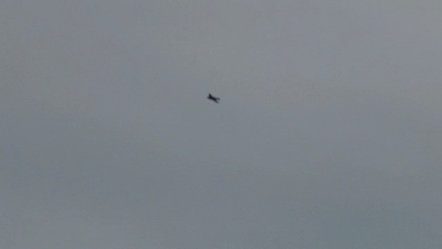 セレベスハリオアマツバメ - ML201606681