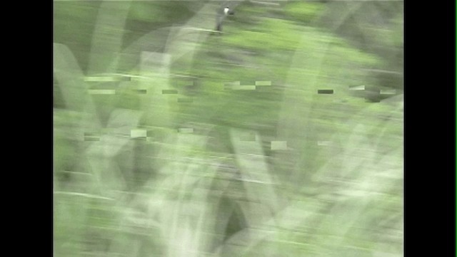 コビトアナツバメ - ML201606691