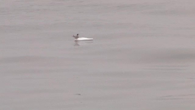 Aleutian Tern - ML201606701