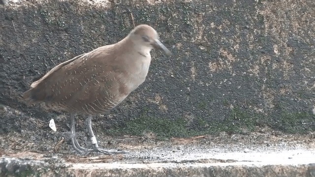 Râle de Luçon - ML201606711