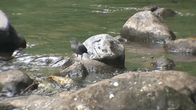 American Dipper (Costa Rican) - ML201606721