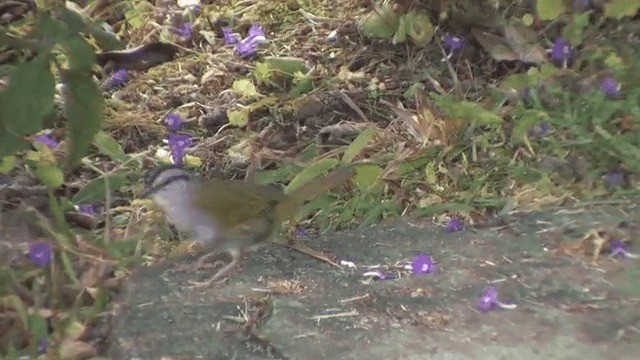 Black-striped Sparrow - ML201606731