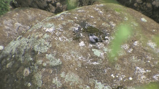 Torrent Tyrannulet - ML201606771