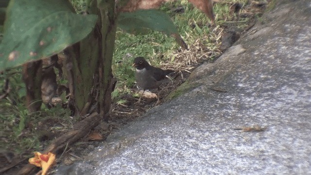 White-throated Thrush - ML201606781
