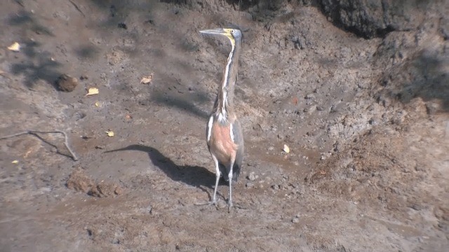 Bare-throated Tiger-Heron - ML201606811