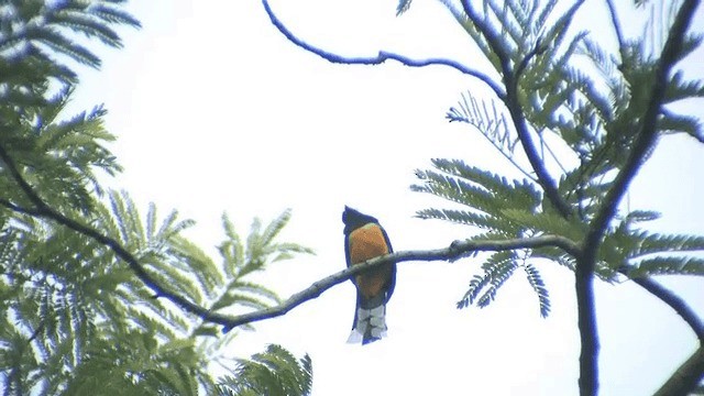 Black-headed Trogon - ML201606901