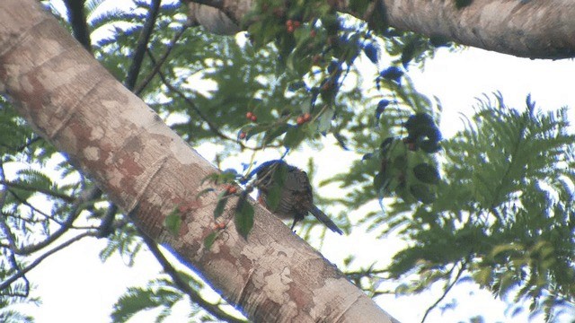 Araçari de Frantzius - ML201606911