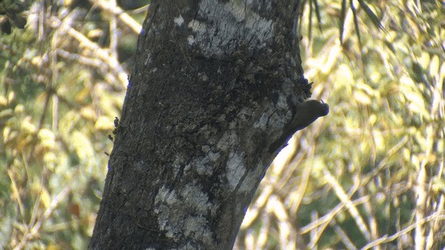 Streak-headed Woodcreeper - ML201606941