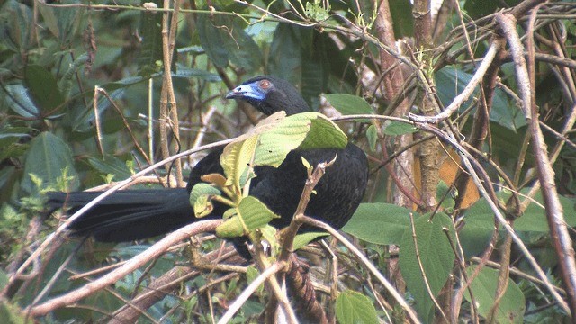 Black Guan - ML201606961