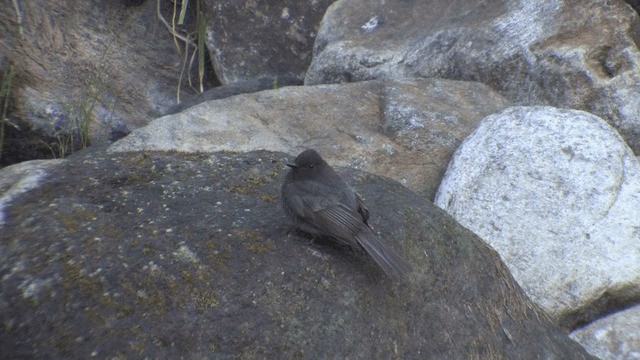 Black Phoebe (Northern) - ML201606971