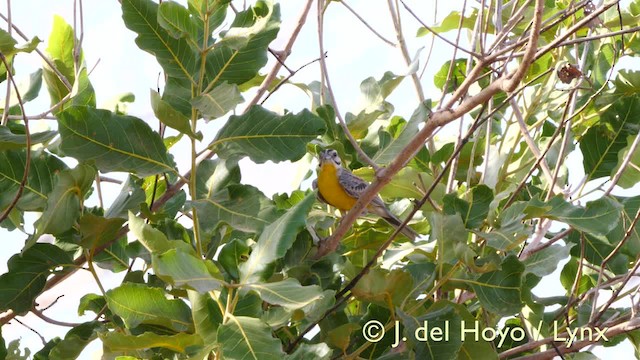 Bruant à ventre jaune - ML201607061