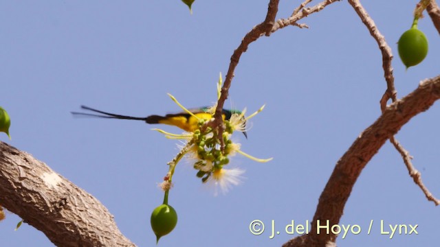 Pygmy Sunbird - ML201607121