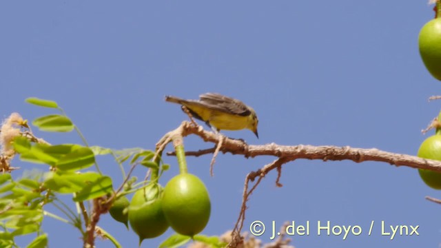 Pygmy Sunbird - ML201607141