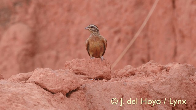 Gosling's Bunting - ML201607171