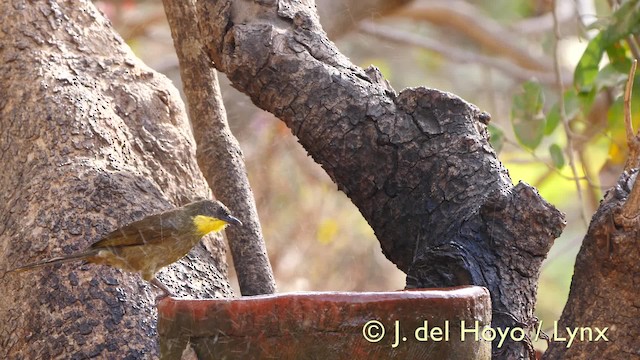 Bulbul à gorge claire (flavicollis) - ML201607371