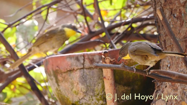 Bulbul à gorge claire (flavicollis) - ML201607381