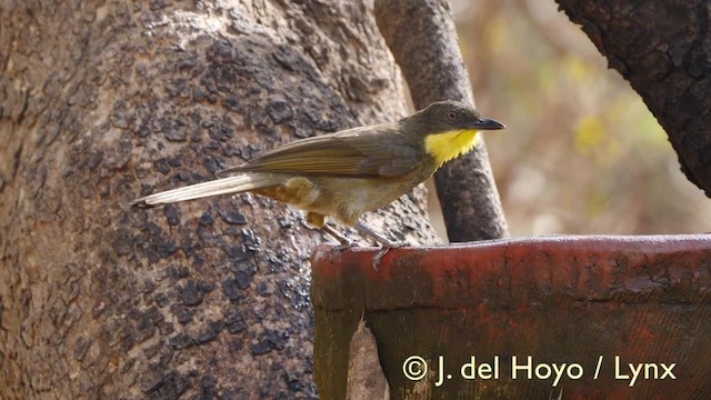 Bulbul Gorjiamarillo (flavicollis) - ML201607391