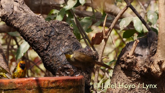 Bulbul à gorge claire (flavicollis) - ML201607401