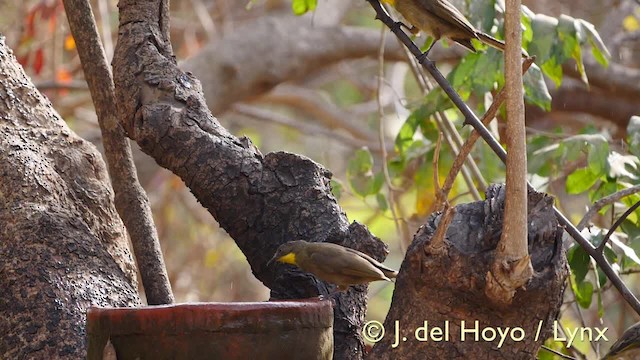 Bulbul à gorge claire (flavicollis) - ML201607421