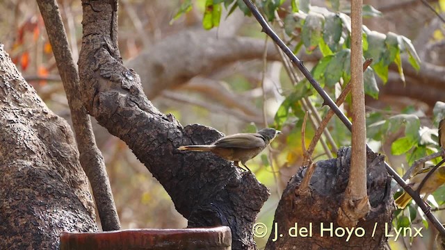 Bulbul à gorge claire (flavicollis) - ML201607431