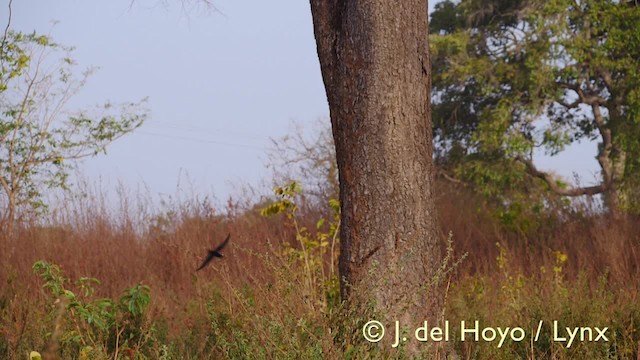 Golondrina de Guinea - ML201607471