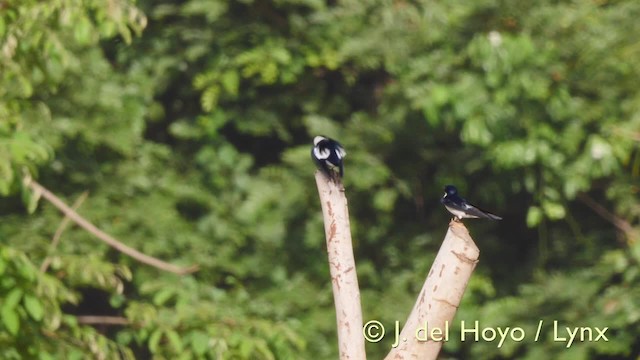 Hirondelle à ailes tachetées - ML201607501