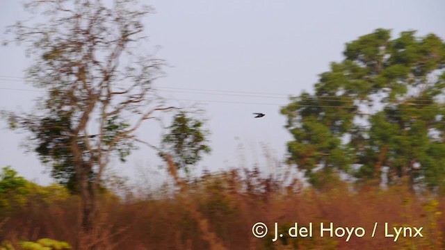 Hirondelle à ailes tachetées - ML201607511