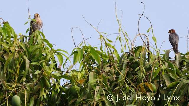 dřemlík rudohlavý (ssp. ruficollis/horsbrughi) - ML201607571