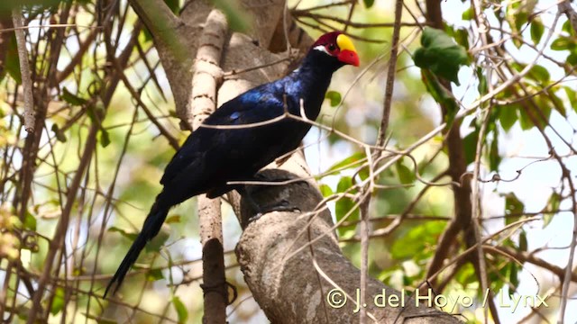 Turaco Violáceo - ML201607601