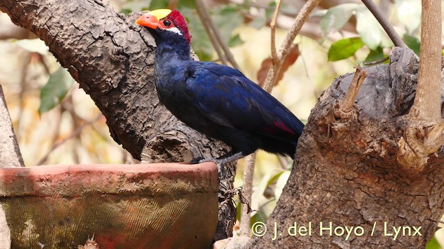 Turaco Violáceo - ML201607611