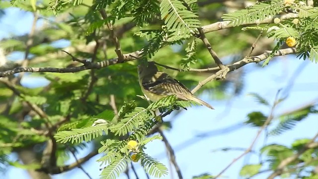 Weißaugenvireo - ML201607651