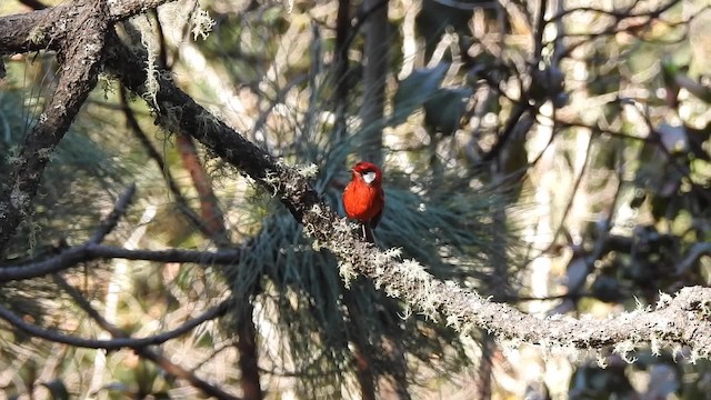 Red Warbler (White-cheeked) - ML201607691